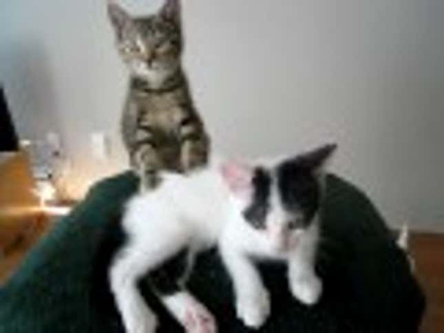 Kitten Massage Update: Kittens Now Cats