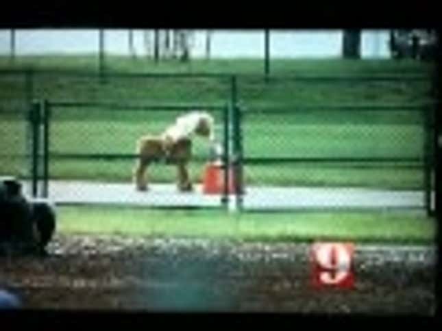 Police Save Kids From Stuffed Pony-Terrorist