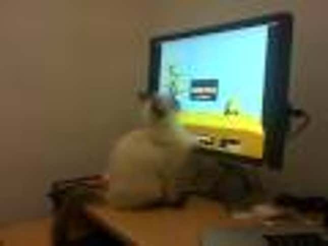 Feeling Down? Watch A Kitten Play Duck Hunt