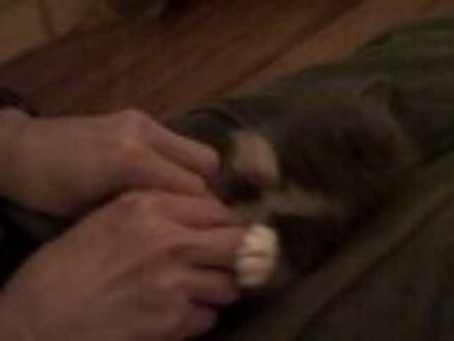 Jazz Hands And Spirit Fingers: Adorable Kitten Edition