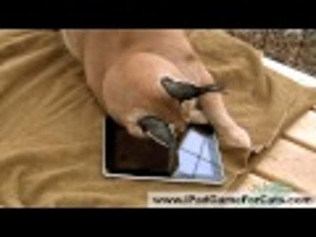 And Now, a Video of Jungle Cats Playing with an iPad