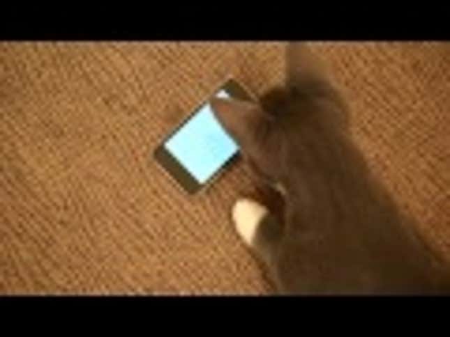 Watch This App Transform Kitteh Into iPod Killer
