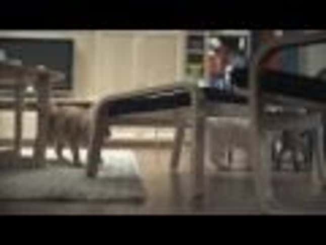 Video: IKEA Lets 100 Cats Roam Through Store