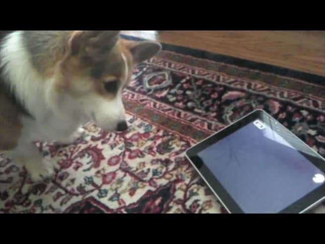 Dogs Show Their Inferiority When Faced With An iPad