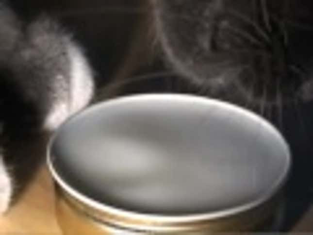 How cats master the physical universe when they lap up milk