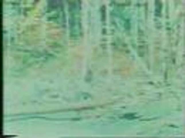 The five strangest theories about Sasquatch