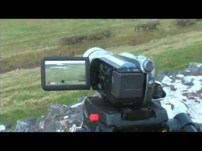 Ever See One Hundred Sheep Play Pong Before?