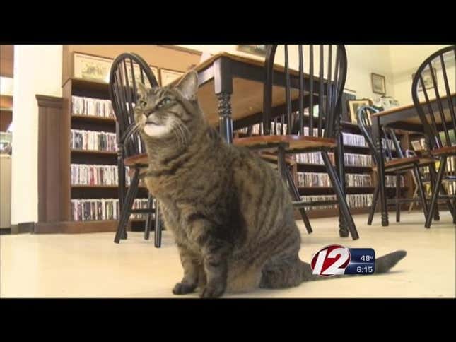 Yay! Massachusetts Library Cat Can Stay (Buck Up, Allergic Kids)