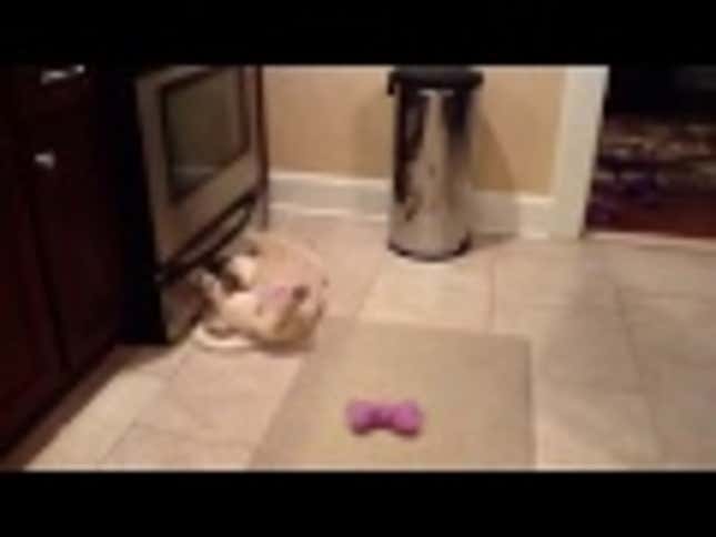 Puppies Are Terrible at Adult Dog Things