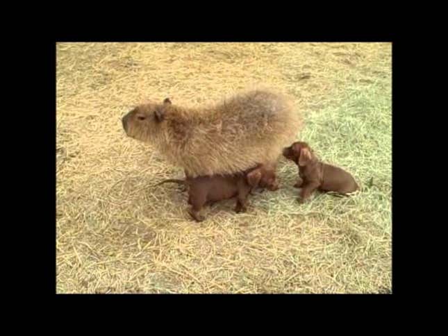 Cheesecake, the Stoic Capybara, Faces Threat From Puppies