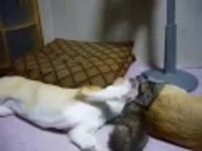 Corgi and Kitten Video Needs More Corgi