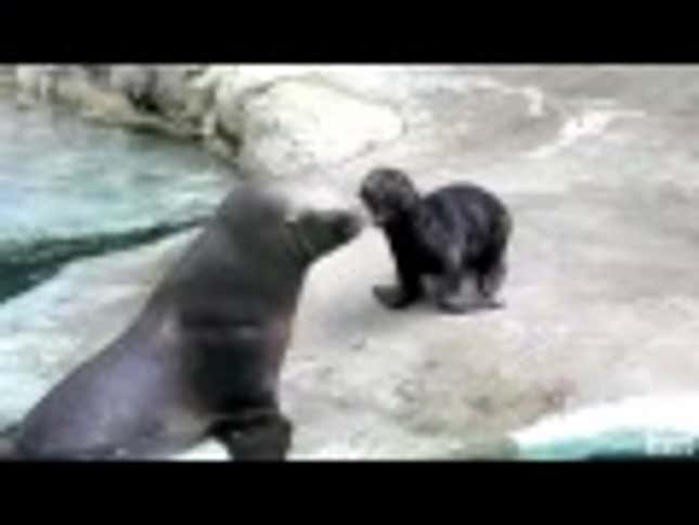 Forget Goats, These Seals Yelling Like Humans Are Fucking Awesome