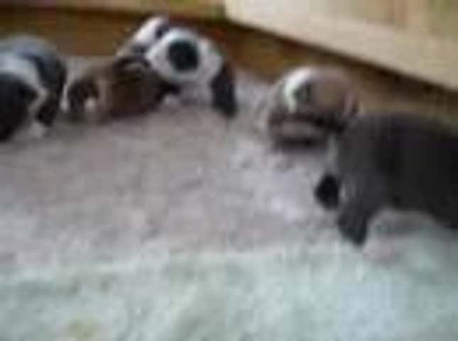 Subhuman Monsters Set Bag of Puppies on Fire