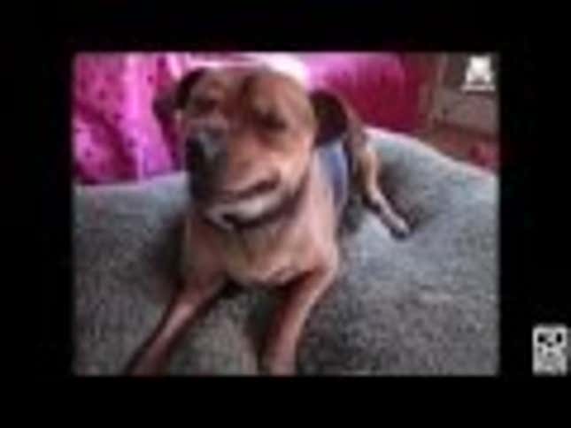 Here Are Several Minutes of Dogs Adorably Sneezing