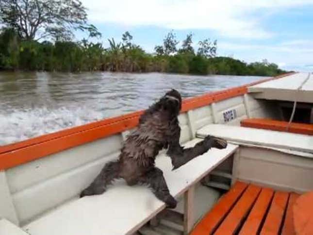 Sunday Sign-Off: This Sloth Should Be Part of Your Dream Vacation