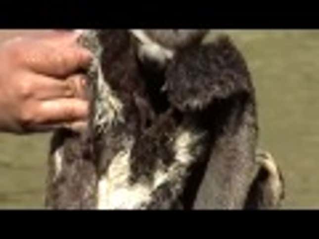 This Is Hands Down the Best Sloth Video of All Time