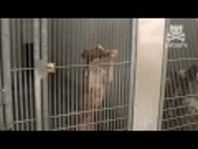 This is the True Tale of Zachary Quinto Adopting His First Dog