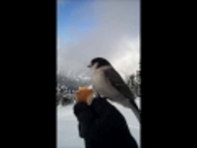 Ultimate Showdown: Adorable Robber Jay vs. Delicious Pancake