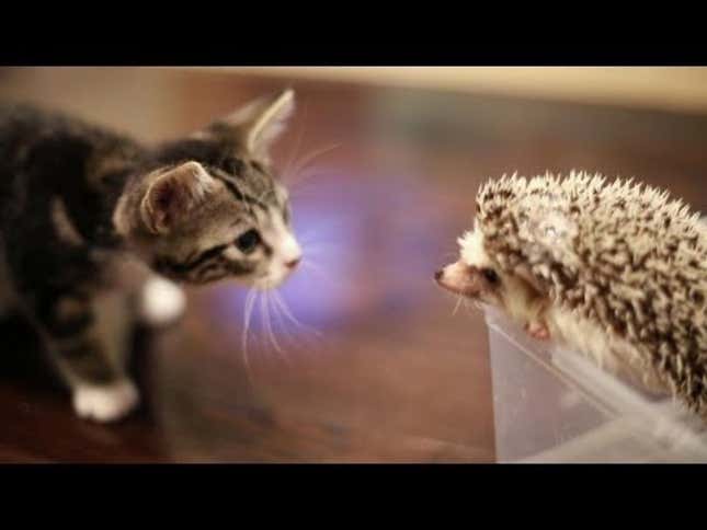 Hedgehog Meets Kitten at Global Summit on Cuteness