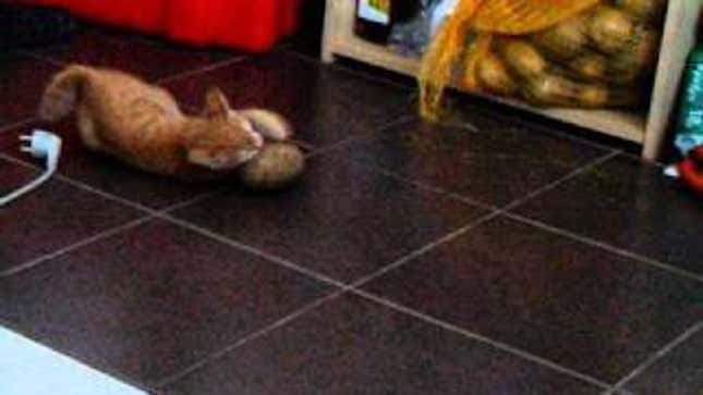 Saturday Night Social: Ugh, Why Do Cats Play with Everything?