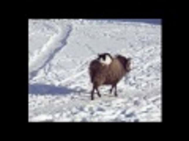 Confused Cat Thinks It's People, and That This Sheep Is a Horse
