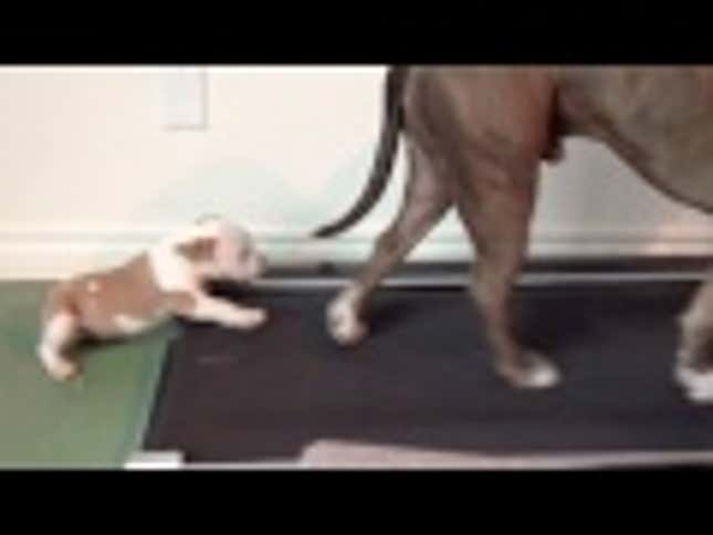 Precocious Pit Bull Puppy Has the Eye of the Tiger