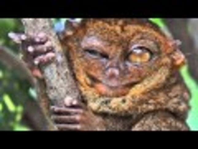 Tarsiers Are Wide-Eyed, Tiny and Completely Adorable