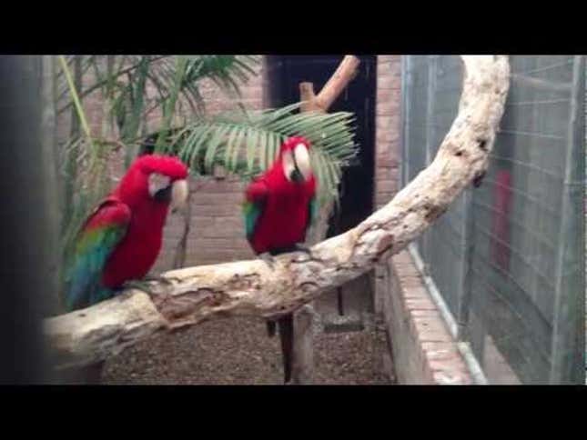 Saturday Night Social: Flocka Birds Enjoy Waka Flocka Flame