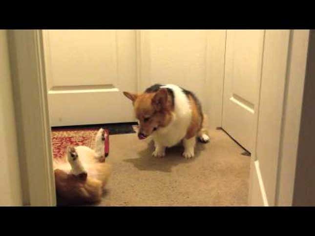 Corgis Prefer to Lounge Wrestle on the Weekend
