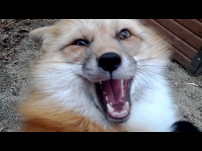 TGIF: Show Us Your Squee!