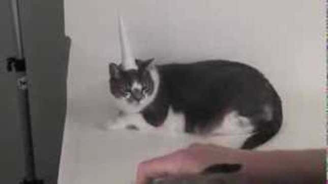 This Cat with a Unicorn Horn Hates You and Every Other Human