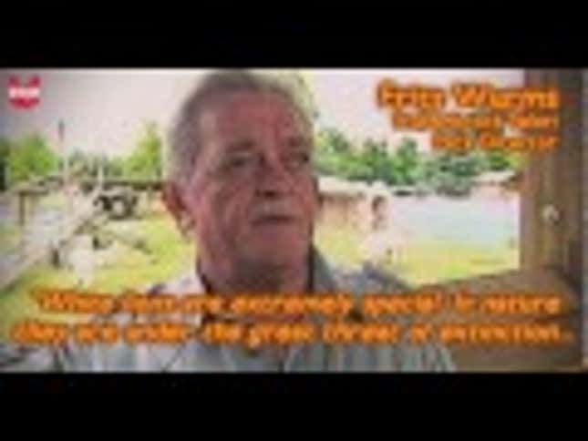 Bad Day? Dry Your Tears on These Six Baby White Lions