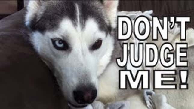 If You Like Dogs and You Like Socks, You Will Love Dogs Who Like Socks