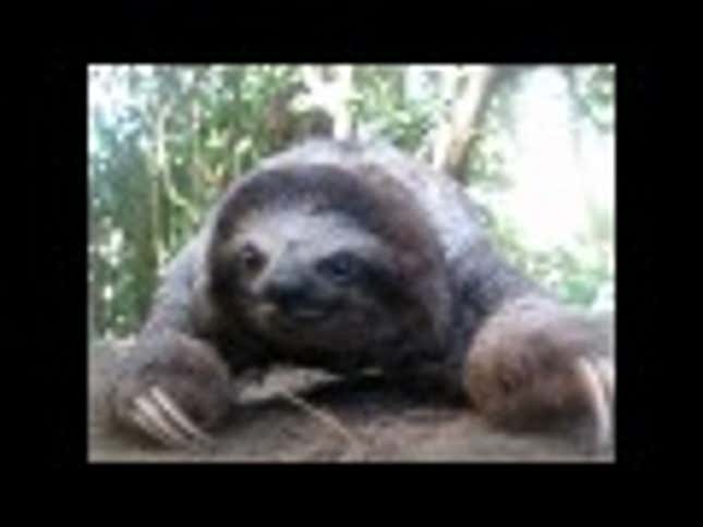 You Better Walk For Your Life: When Sloths Attack