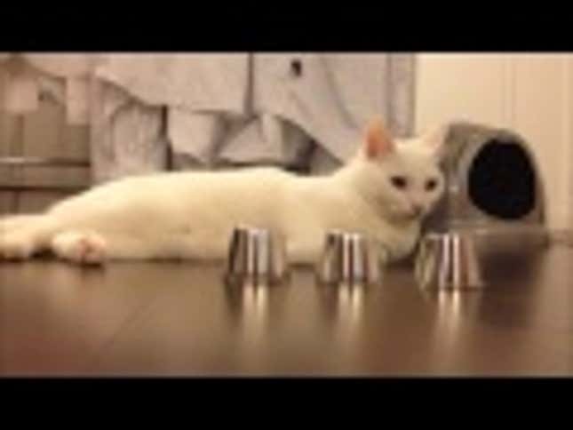 You've Got to See This to Believe It: Cat Plays Shell Game, Wins Every Time