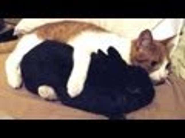 Cat and Bunny Involved in Adorable/Perverted Licking Relationship