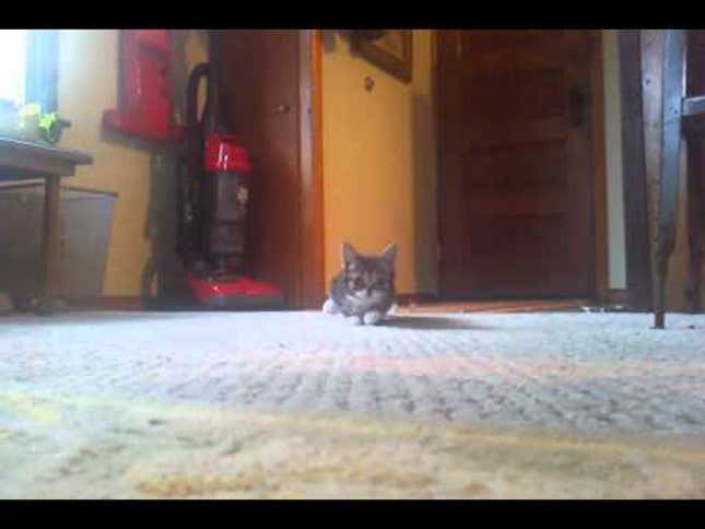 A Year in Lil Bub or Why We Love This Cat's Tiny Weird Face