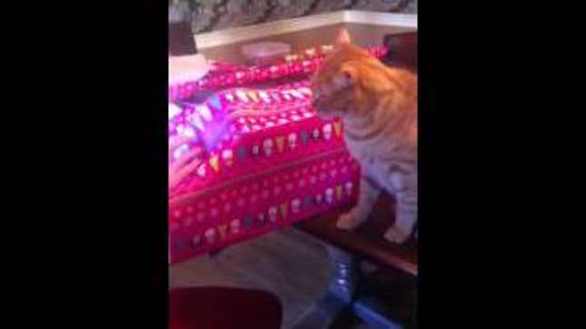 Cat Thinks Christmas Consumerism Is Bullshit