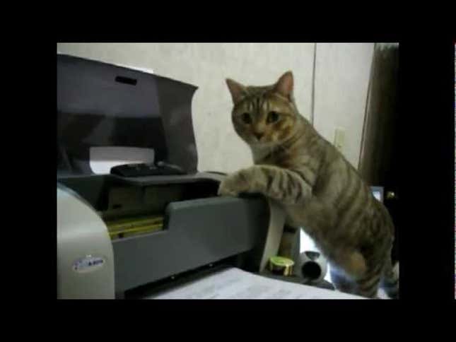 Finally, the Treacherous House Cat Meets a Worthy Foe