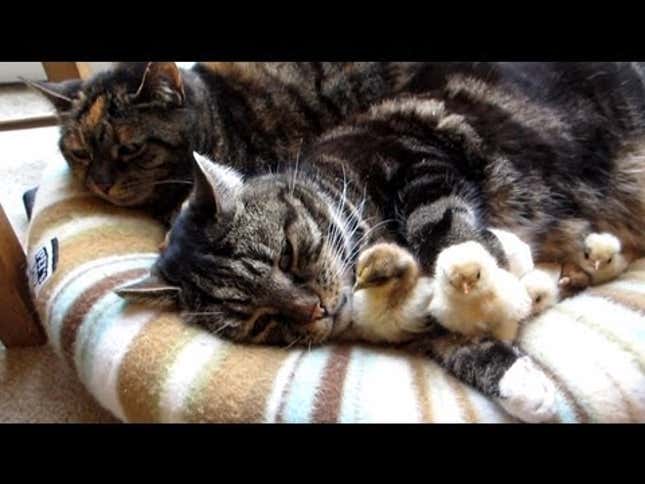 Lunch Break Breather: Cats and Chicks Are an Adorable Disaster Waiting to Happen