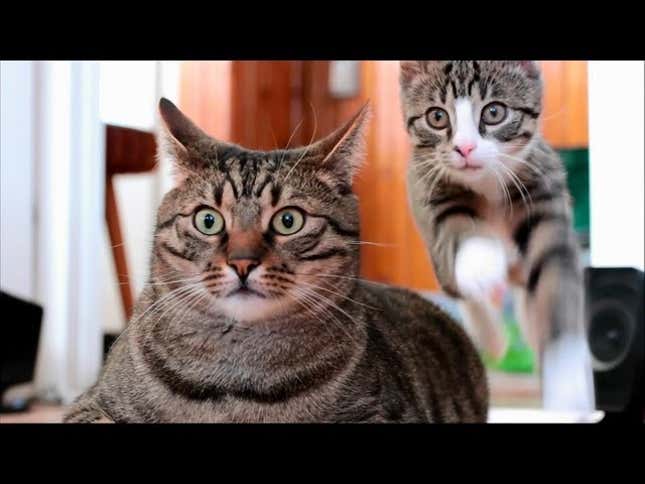 Meet BoBo and Nikita, Your Newest Cat Obsessions