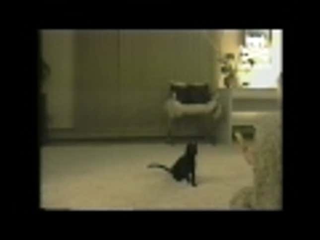 Check Out This Super Athletic Cat Jazzercising