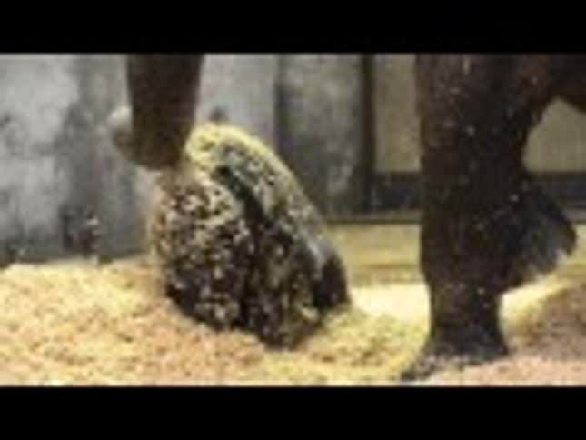 Baby Elephant Likes Playing With Wood Chips More Than You Like Anything