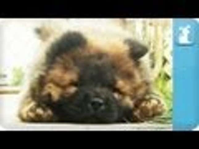Let This Adorable Chow Chow Puppy Lull You to Sleep