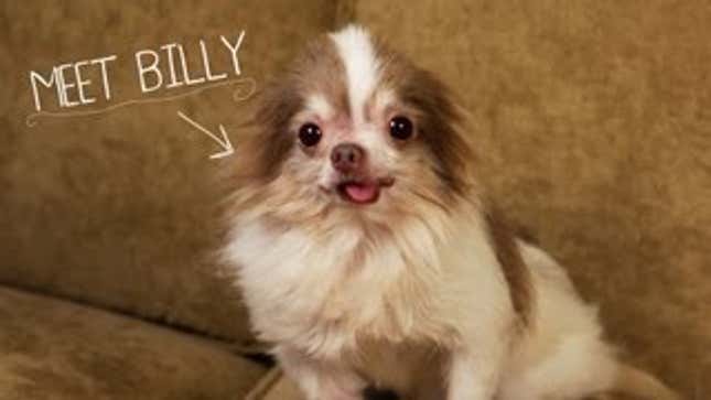 Your Evening Cry: Puppy Rescued From Puppy Mill Will Steal Your Heart, Soul, Money