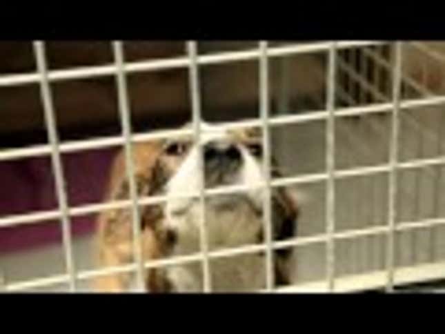 Auckland SPCA Teaches Dogs How to Drive Cars