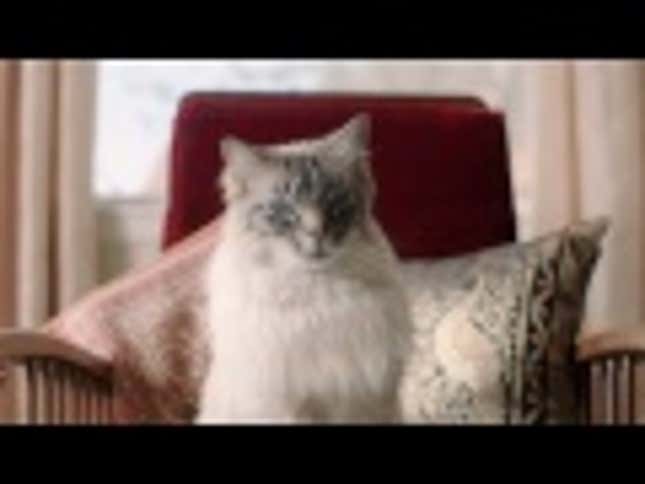 Meet Prince Nikolai Stroganov III, the Cat Who Only Drinks From Porcelain Bowls