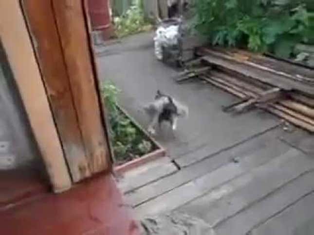 This Really Happened: Dog Fetches Cat