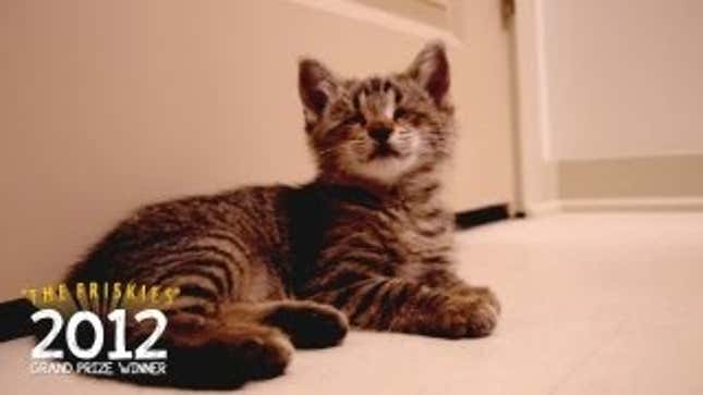 Your Morning Cry: Blind Kitten Plays With His First Toy