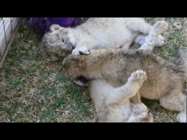 Rub-a-Dub-Dub, Here's a Baby Lion in a Tub